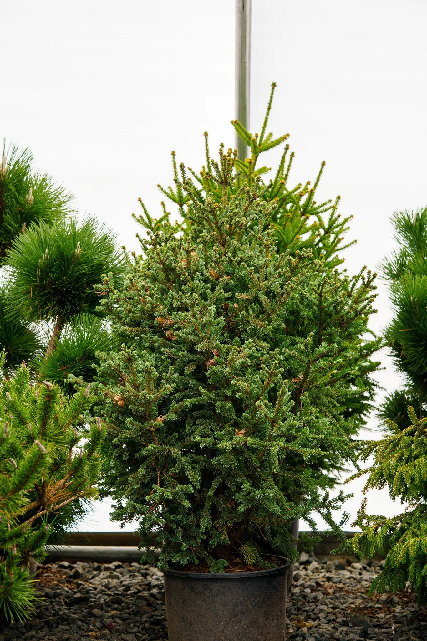 Blue Teardrop Spruce