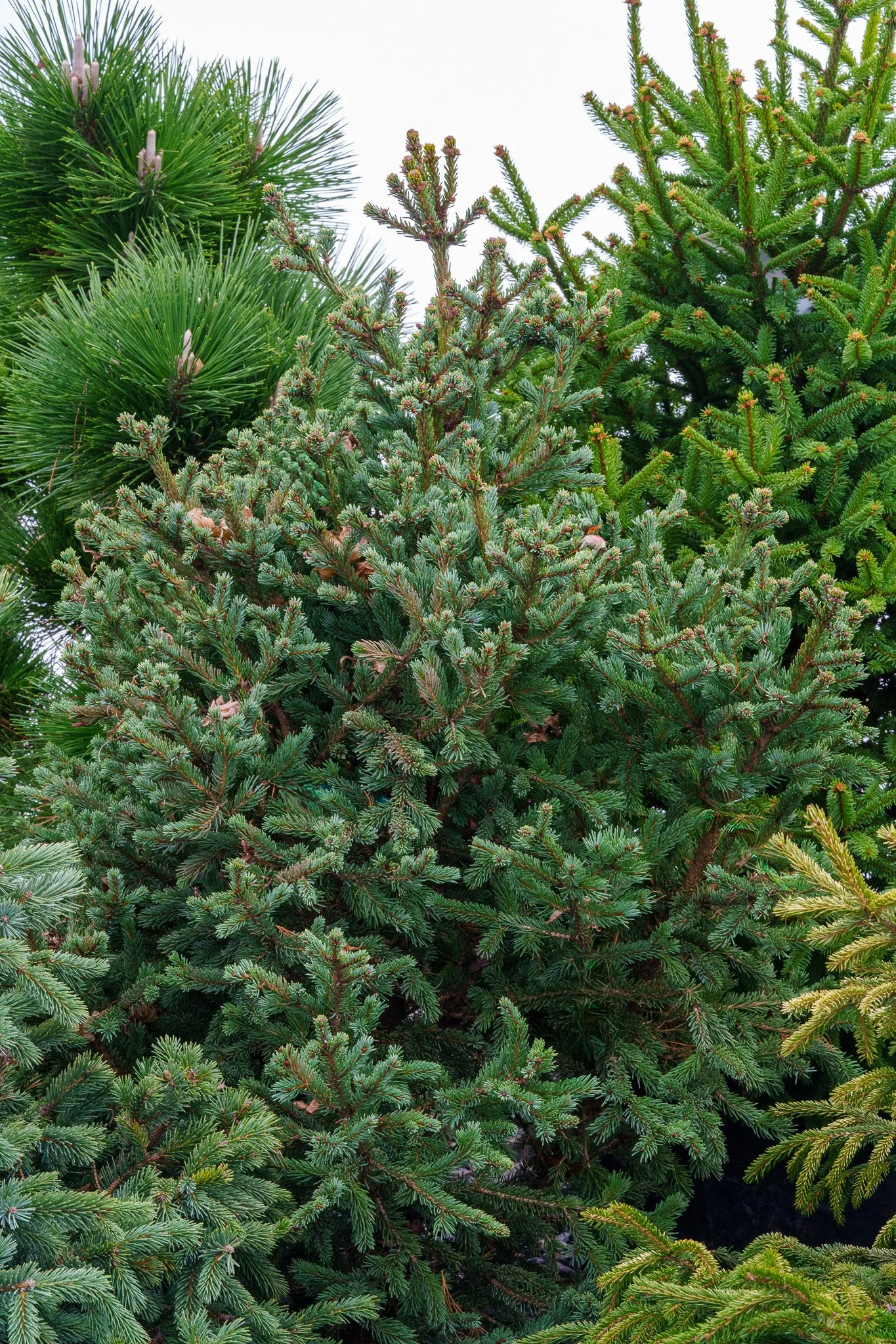Blue Teardrop Spruce
