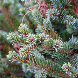 Blue Teardrop Spruce